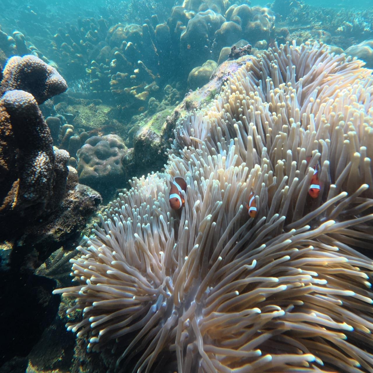 Keindahan di bawah Laut Pulau Beras Basah